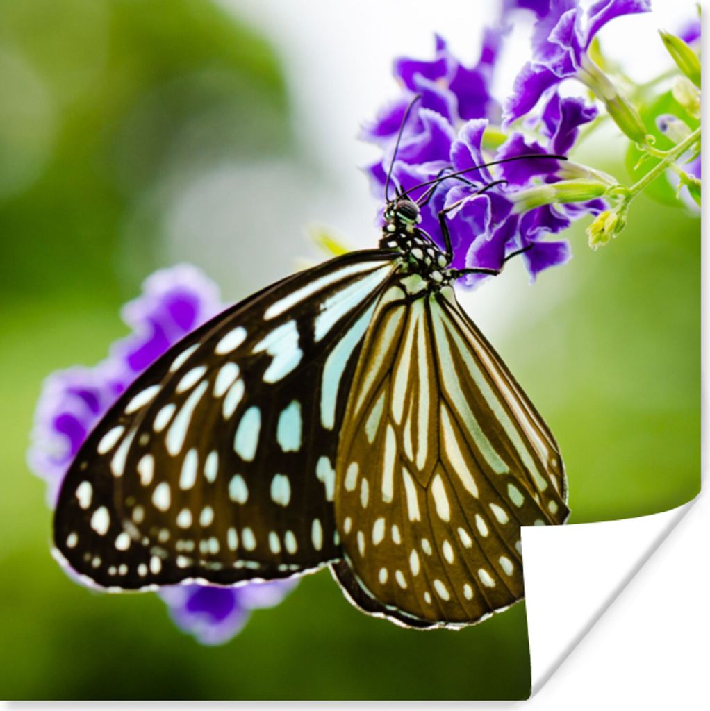 MuchoWow Poster Lavendel - Schmetterling - Botanisch 30x30 cm - Wandposter - Printing