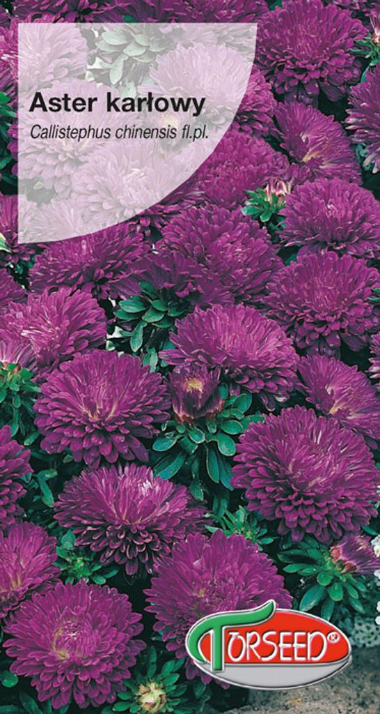 Dunkelblaue Zwerg-Aster Samen 0.5g - Torseed Produktbild 