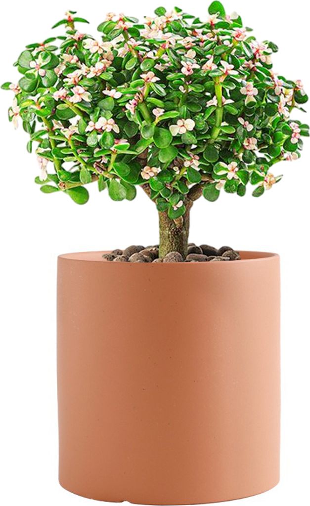 Keramischer Kleiner Gärtner Für Zimmerpflanzen, Einfarbige Pflanzentöpfe Mit Drainageloch(Orange, 8cm)