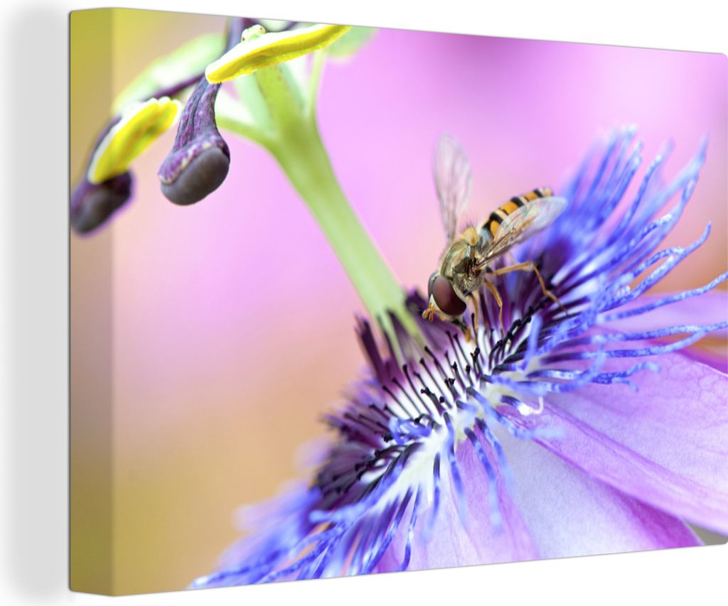 OneMillionCanvasses - Leinwandbilder - 140x90 cm, Nahaufnahme einer Schwebfliege auf einer Passionsblume, Wandbilder Kunstdruck Wanddekoration