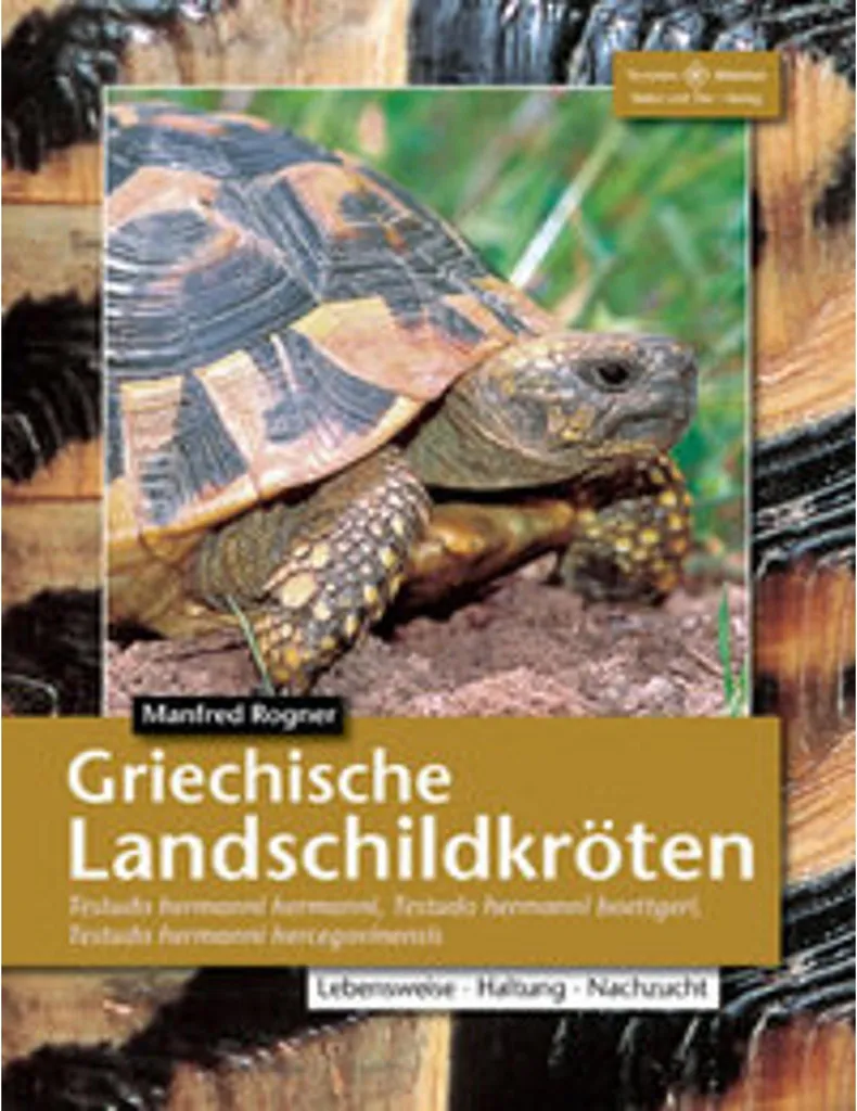 Tortue de terre méditerranéenne grecque idéale pour parc de jardin bio