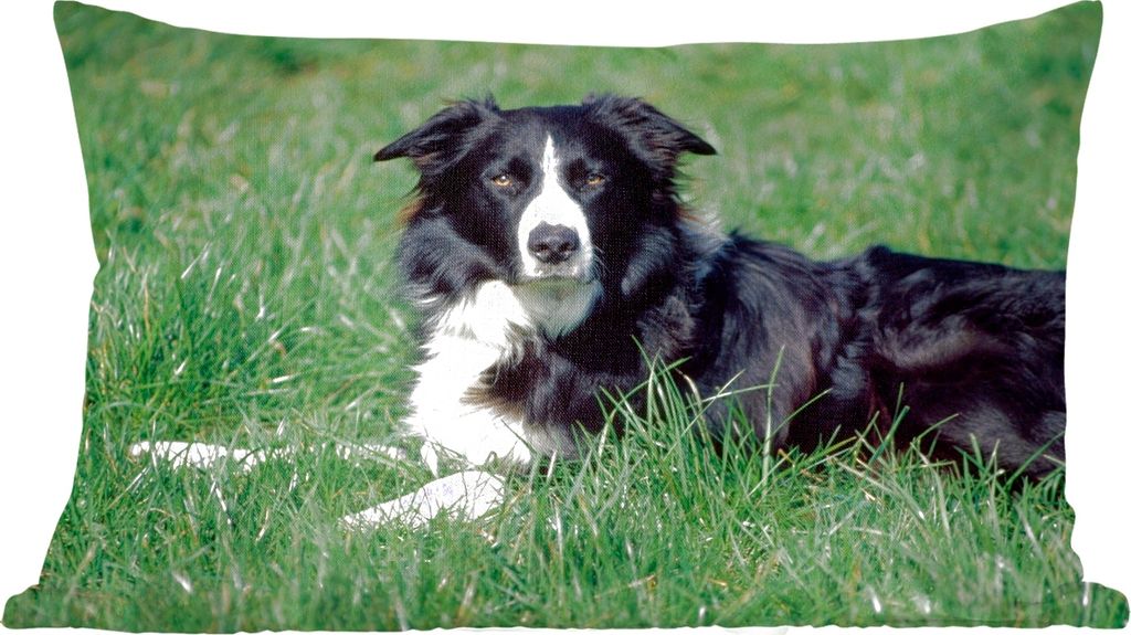 MuchoWow Zierkissen Sofakissen Wohnzimmer Dekokissen 50x30 cm Border Collie liegt im hohen grünen Gras - Wohnzimmerdekoration - Polster mit Photo