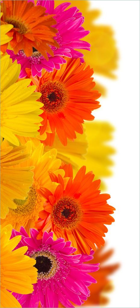 Türtapete Türposter Bunte Gerberas vor weißem Hintergrund - pinke, gelbe, rote und weiße Blüten - Größe: 93 x 205 cm