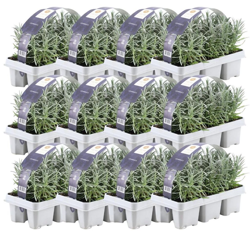 Planten van Frank | 72 Blauwe Geurlavendel planten | Productafbeelding 