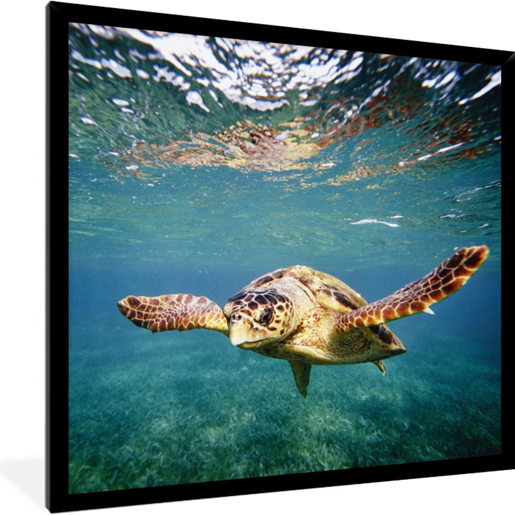 MuchoWow Gerahmtes Poster Schildkröte - Wasser - Blau 40x40 cm - Poster mit Schwarzem Bilderrahmen Wandposter Rahmen Foto Bilder - Mit Rahmen - ...