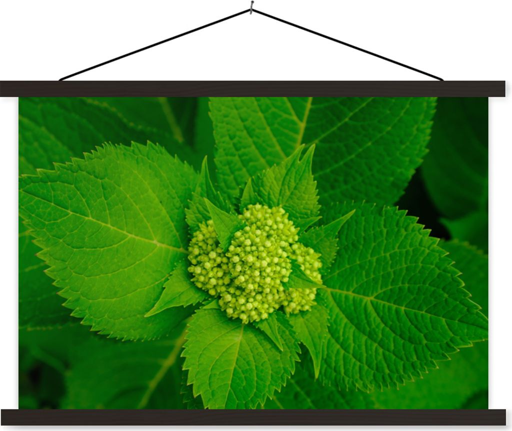 MuchoWow Textilposter Foto der botanischen Hortensienpflanze 60x40 cm mit schwarzem Rahmen - Hölzernes