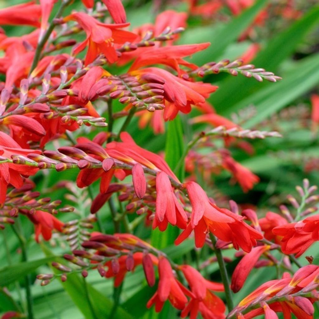 6 x Montbretie  - Crocosmia 'Emberglow'  | Topf 9cm x 9cm Produktbild 