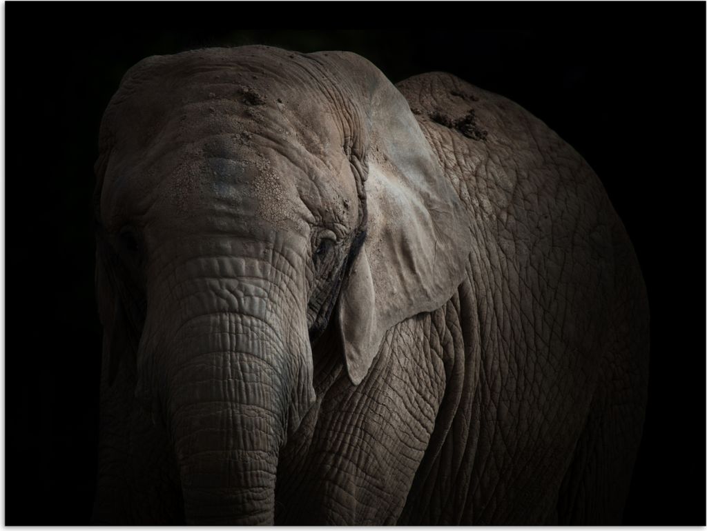 MuchoWow Poster Elefant - Porträt - Tiere - Schwarz 80x60 cm - Kunst für zu Hause