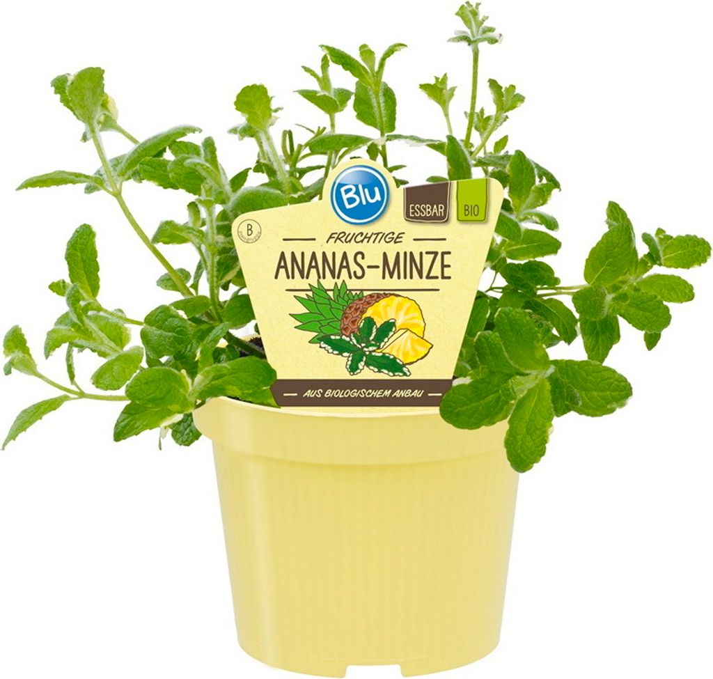 Menthe ananas- Mentha suaveolens variegata - Plante Image du produit 