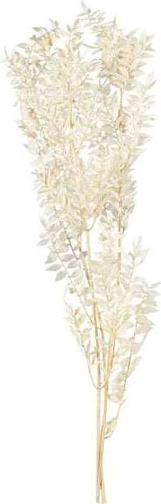 Ruscus - gebleicht - ca. 70 cm Produktbild 1