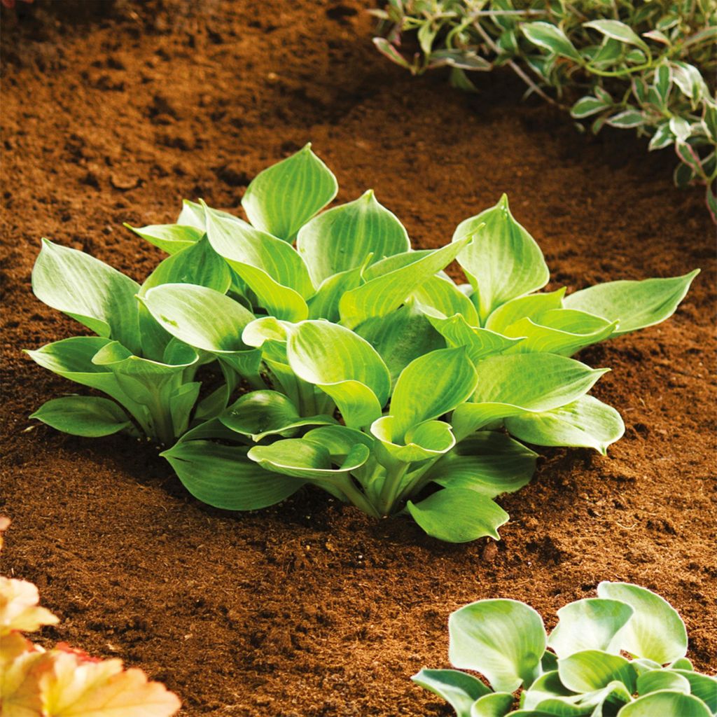 Hosta Funkia Monster Ears Myší uši 1 ks Řízky Hosta Funkie Obrázek produktu 