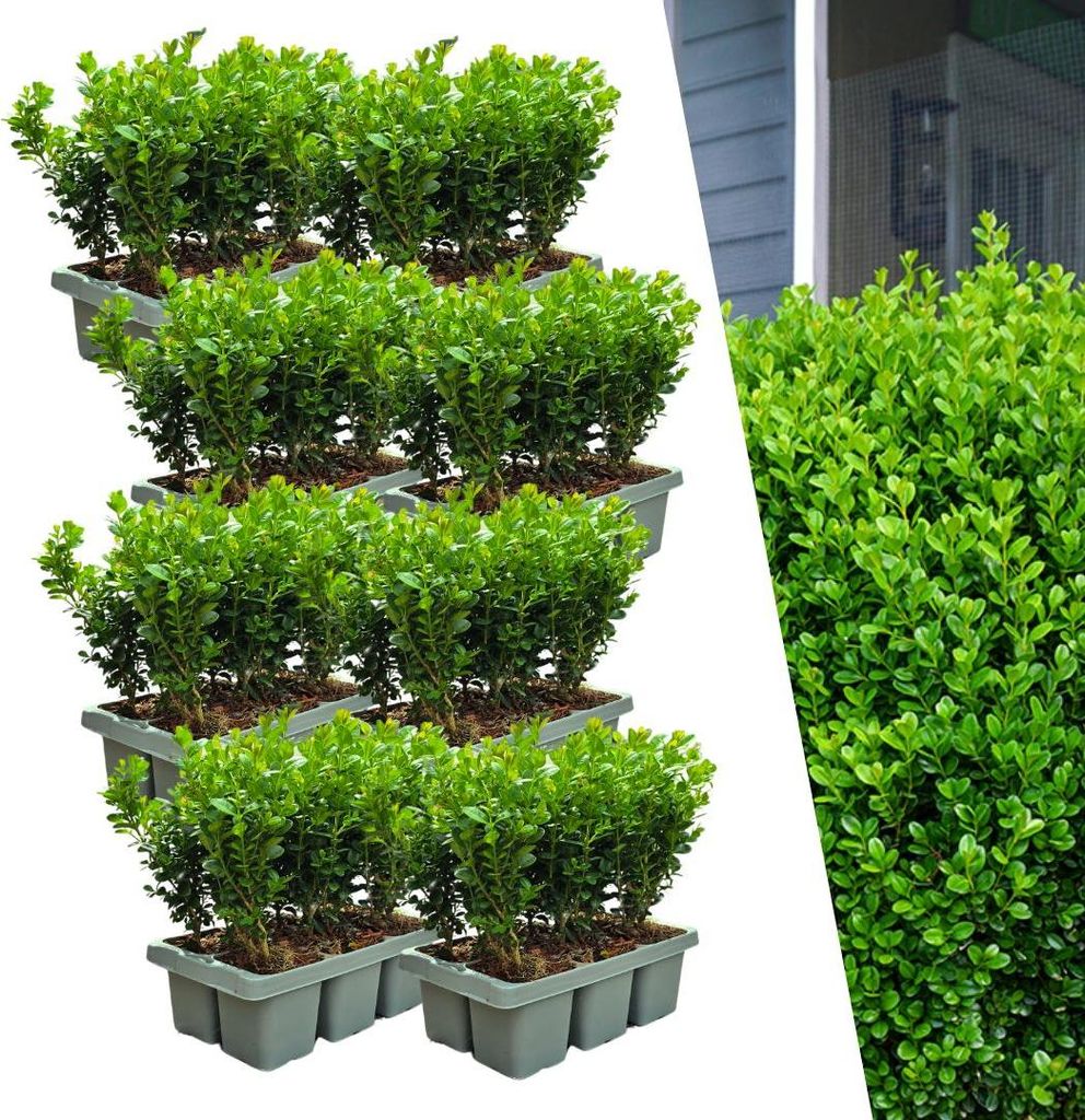 Bosso - Buxus NewGen Freedom - 48 piante - altezza circa 15 Immagine del prodotto 