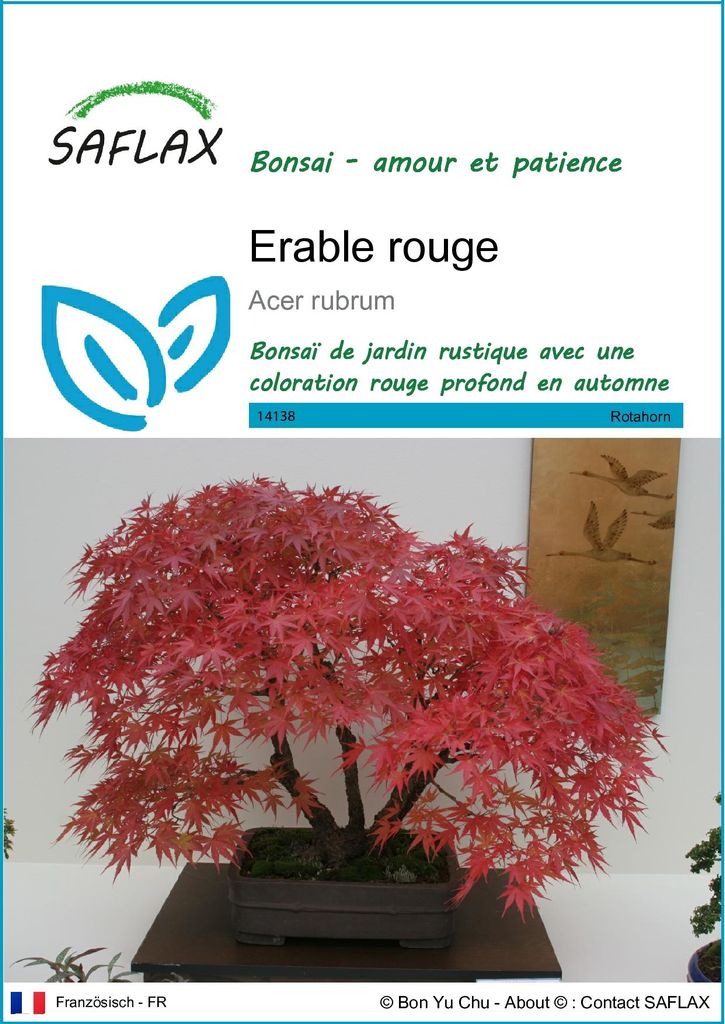 SAFLAX  - Erable rouge - 20 graines - Acer Image du produit 