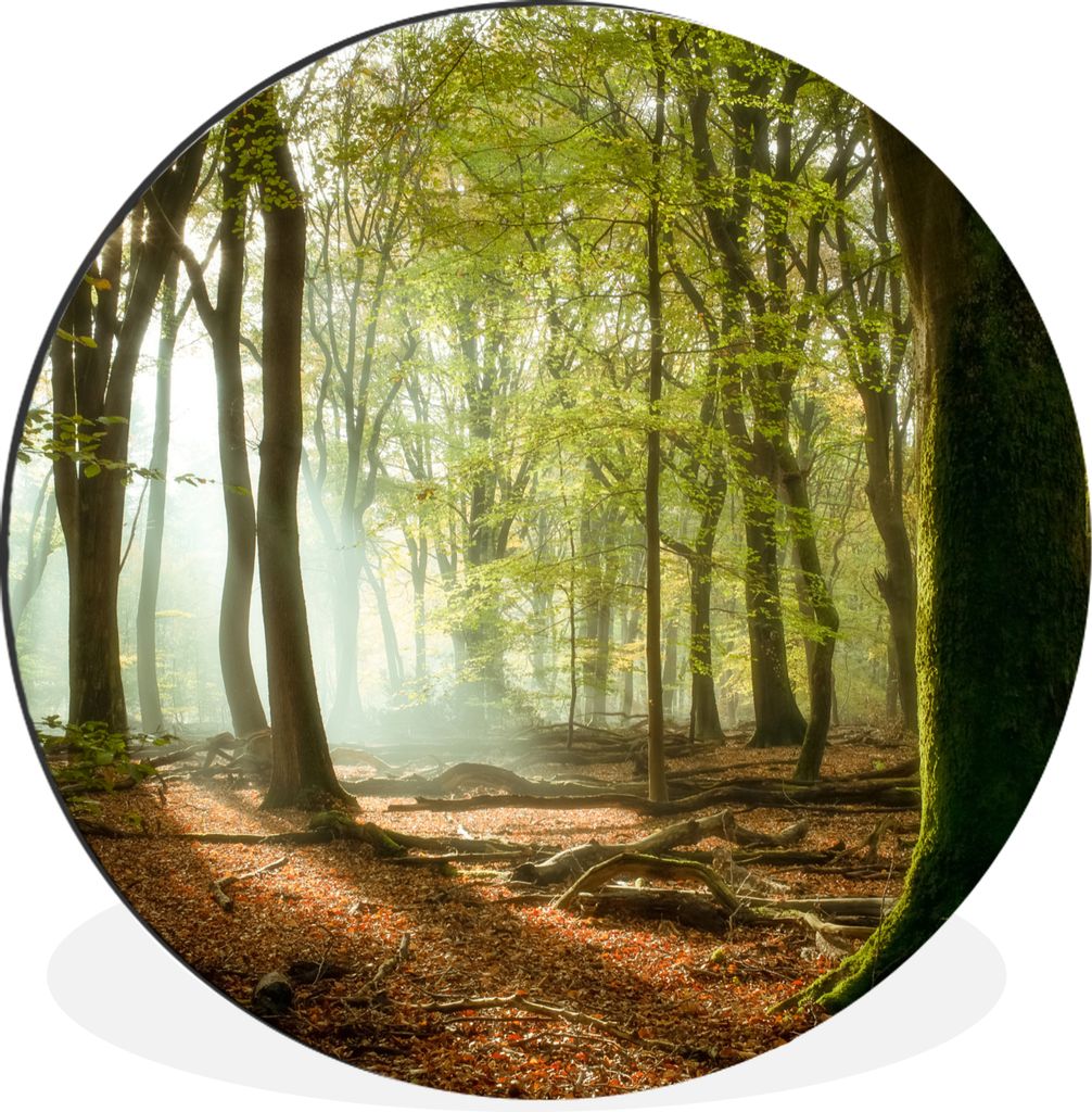 MuchoWow Aluminium Wandkreis Wald - Sonne - Jahreszeiten - Landschaft Ø 60 cm Wanddeko Modern Wohnzimmer - Wand Kreis - Wandbild - Schlafzimmer ...