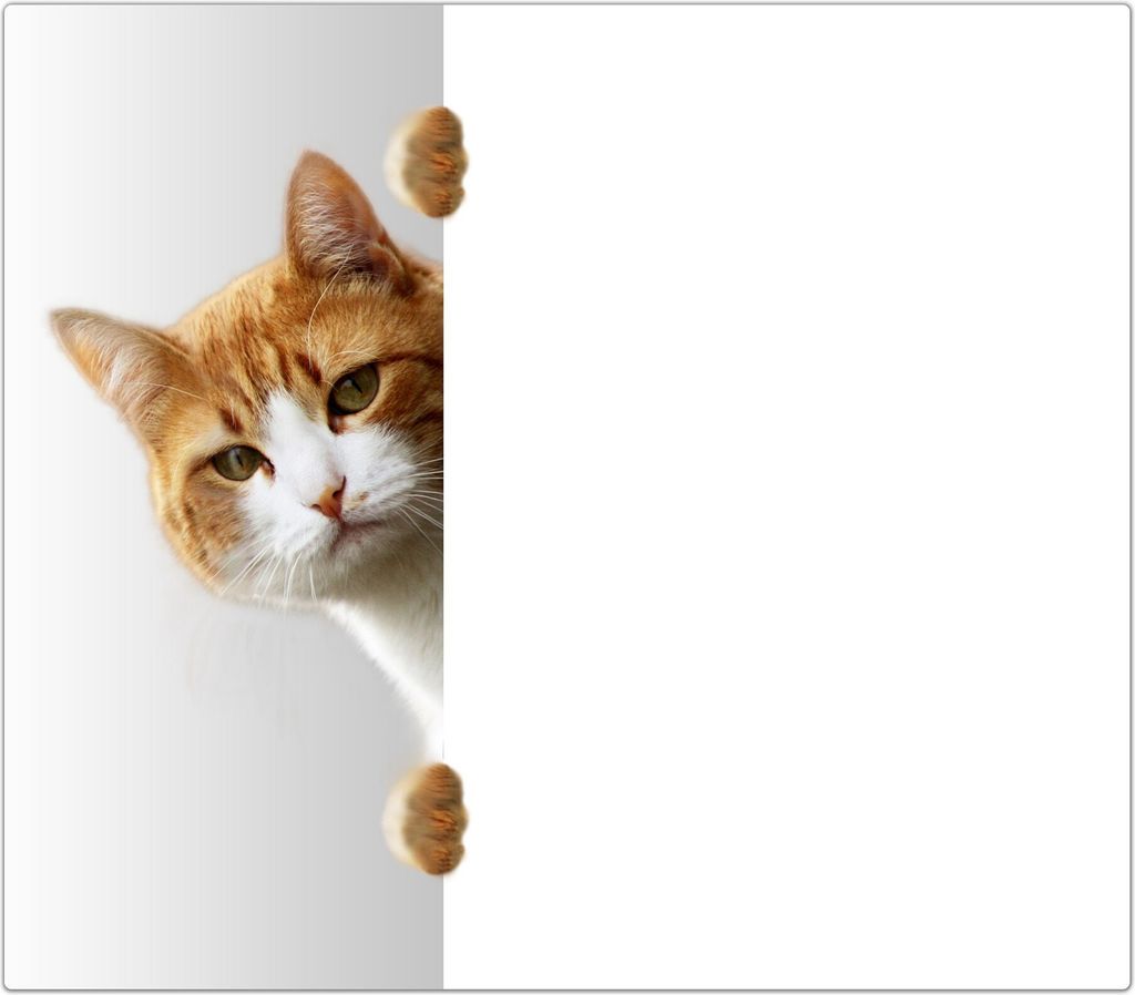 Spritzschutz Herdabdeckplatte Schneidebrett aus Glas Katze hinter Tür 1-Teilig (60x52cm)