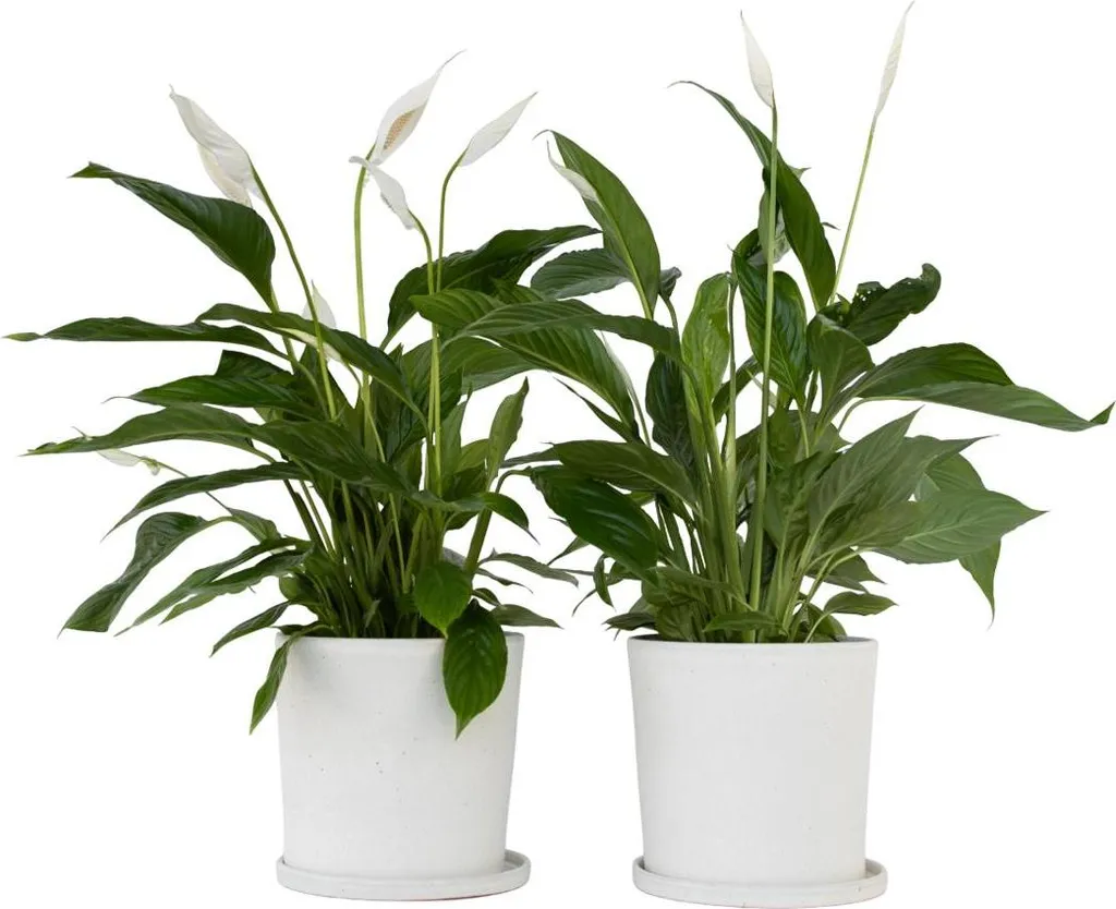 Spathiphyllum 'Lima' Fleur de lune grand format de 70cm lot de 2 - 7
