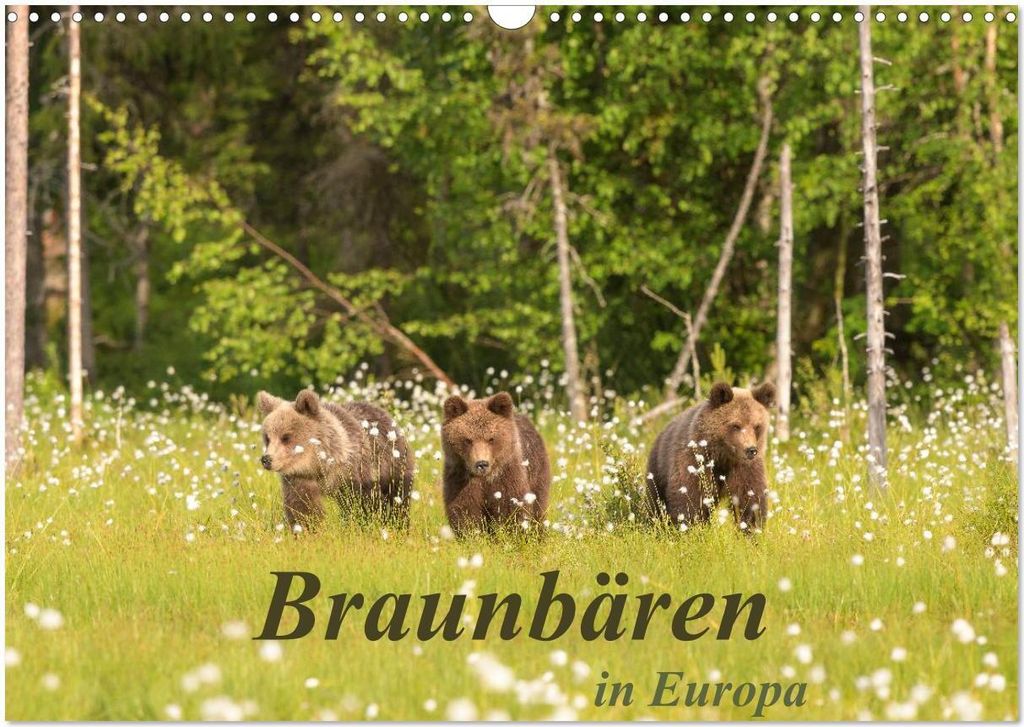 Braunbären in Europa (Wandkalender 2026 DIN A3 quer), CALVENDO Monatskalender