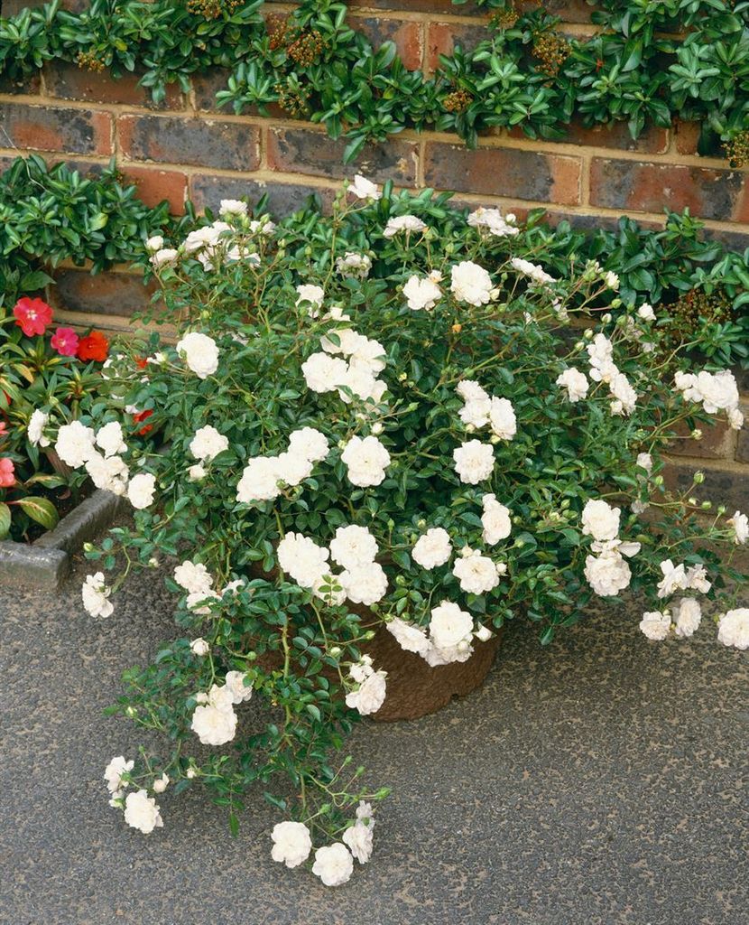 Rosa 'Swany', Bodendeckerrose, weiß, 3-5 Liter Container