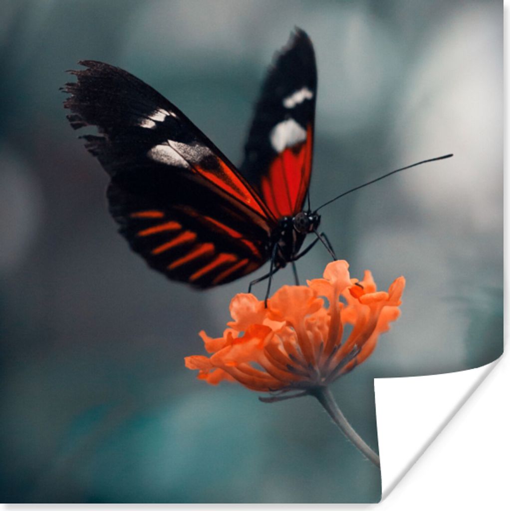 MuchoWow Poster Schmetterling - Blume - Insekt 75x75 cm - Wand Dekoration