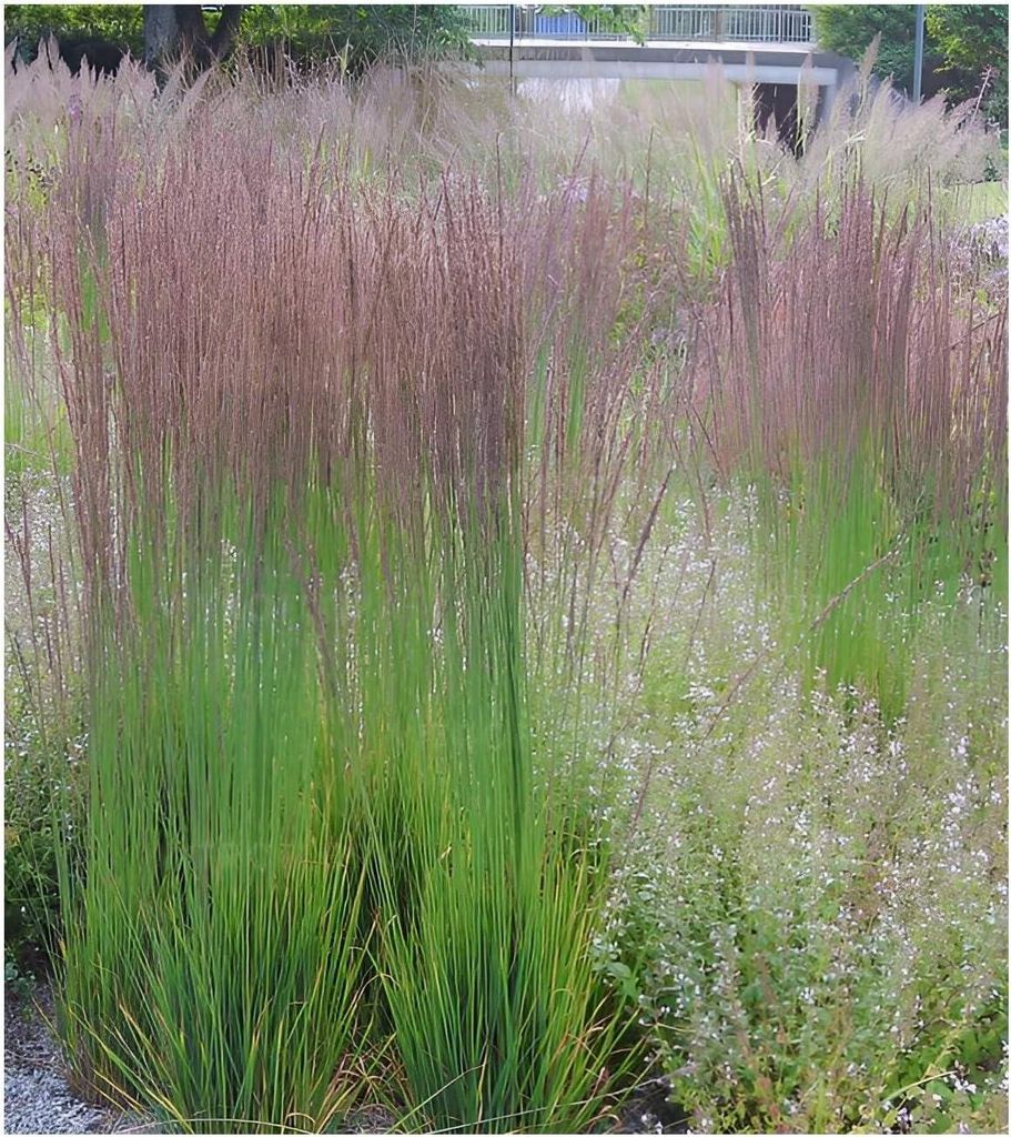Stauden Gänge 5 x Molinia caerulea 'Moorhexe' im 1 Liter Topf - Kleines Pfeifengras - Anmutige Halme mit magischer Ausstrahlung - Winterhart