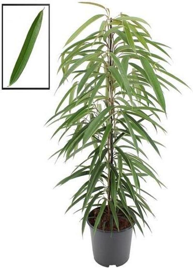Figowiec brzozowy wąskolistny 'Alii' 60-80 cm - Ficus Zdjęcie produktu 