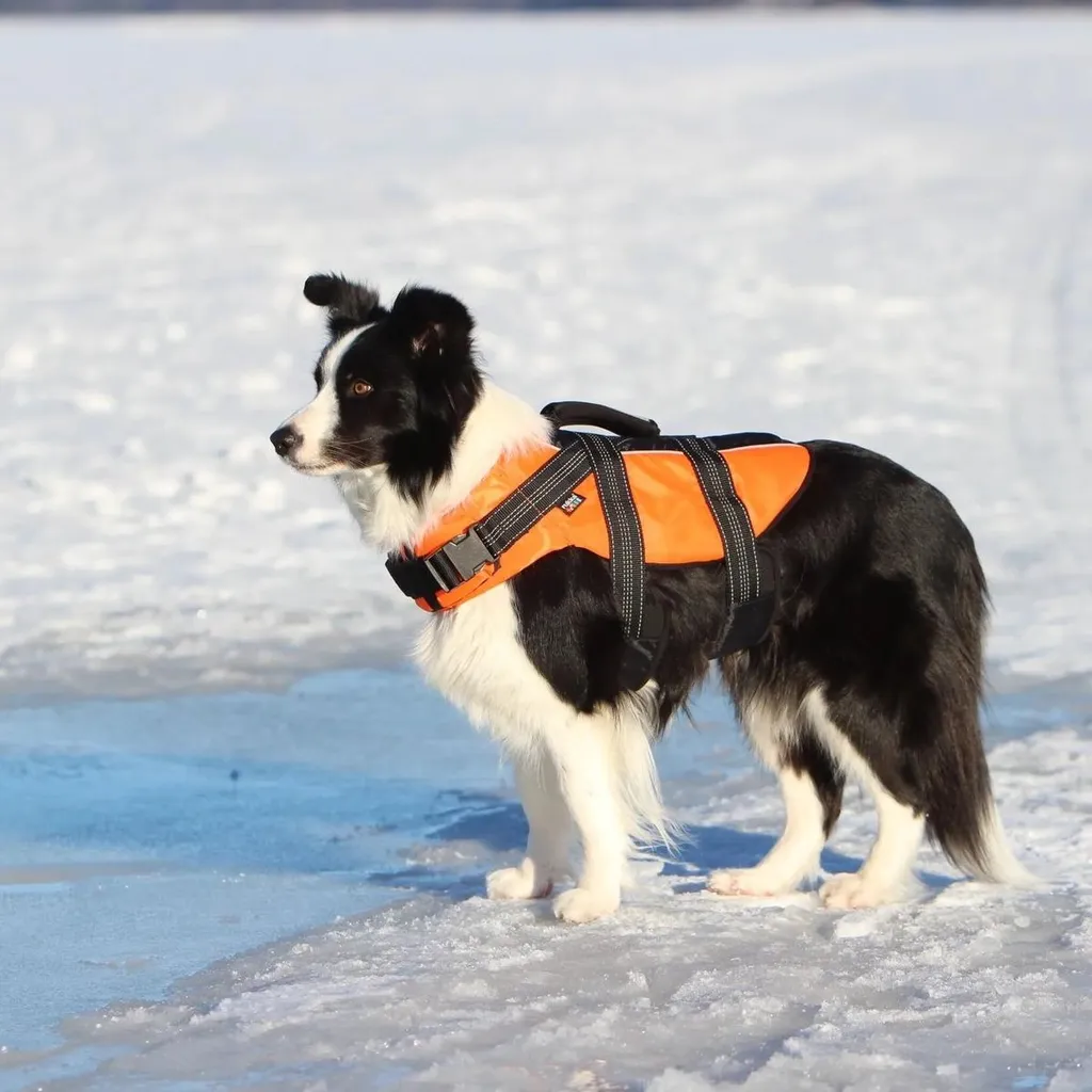 Gilet de sauvetage chien RukkaPets Medium évite le risque de noyade