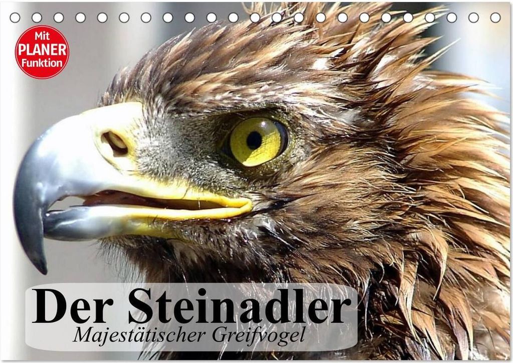 Der Steinadler. Majestätischer Greifvogel (Tischkalender 2026 DIN A5 quer), CALVENDO Monatskalender