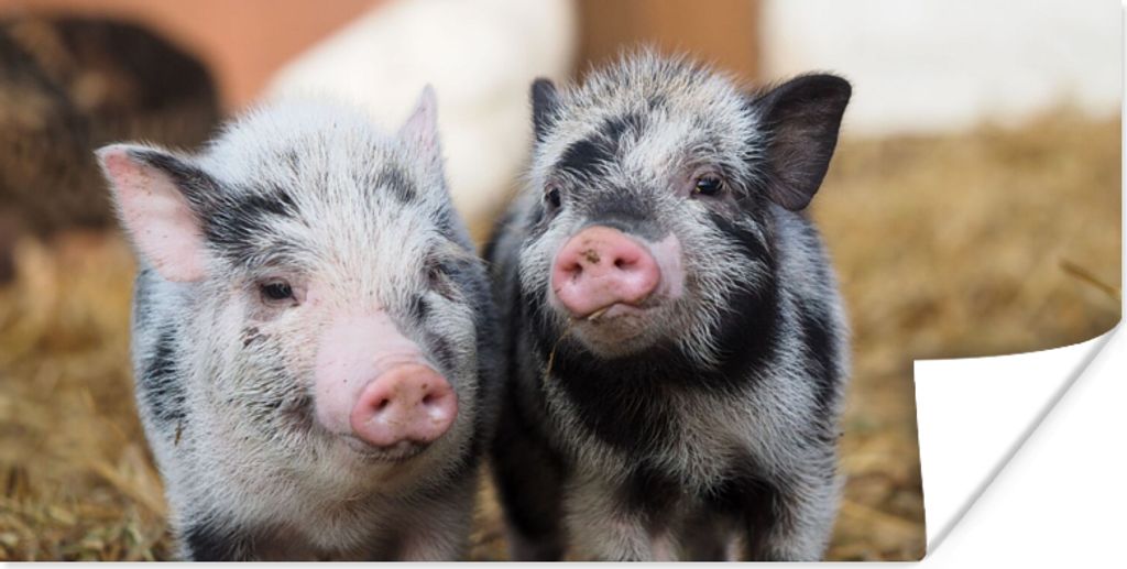 MuchoWow Poster Schwein - Tiere - Ferkel 120x60 cm - Bild