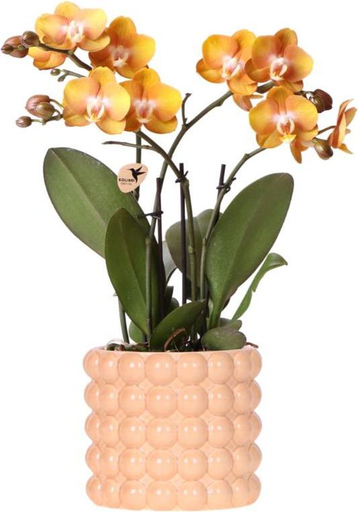 Kolibri Orchids | Orange/gelbe Las Vegas Orchidee + Poppy Peach Übertopf – Topfgröße Ø12cm | blühende Zimmerpflanze – frisch vom Züchter