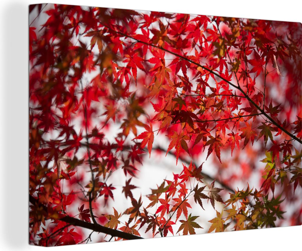 OneMillionCanvasses - Leinwandbilder - 150x100 cm, Rote Blätter eines japanischen Ahorns, Wandbilder Kunstdruck Wanddekoration