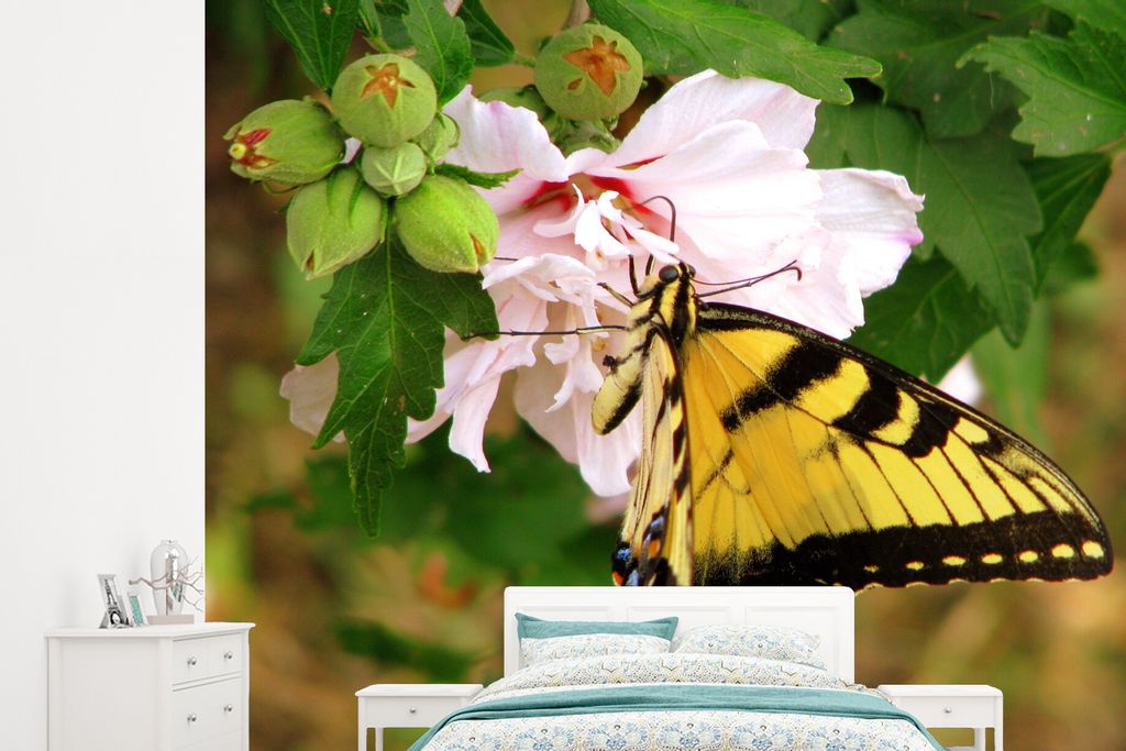 MuchoWow Fototapete für Wohnzimmer oder Schlafzimmer Wandtapete Vinyl Motivtapete Papilio glaucus Schmetterling in der Nähe einer rosa Blüte -...