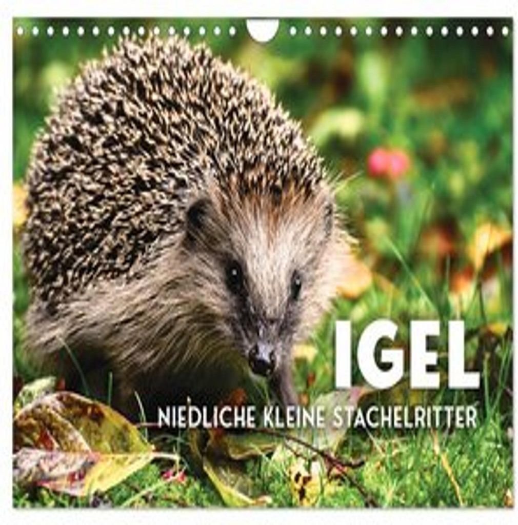 Igel - Niedliche kleine Stachelritter (Wandkalender 2026 DIN A4 quer), CALVENDO Monatskalender