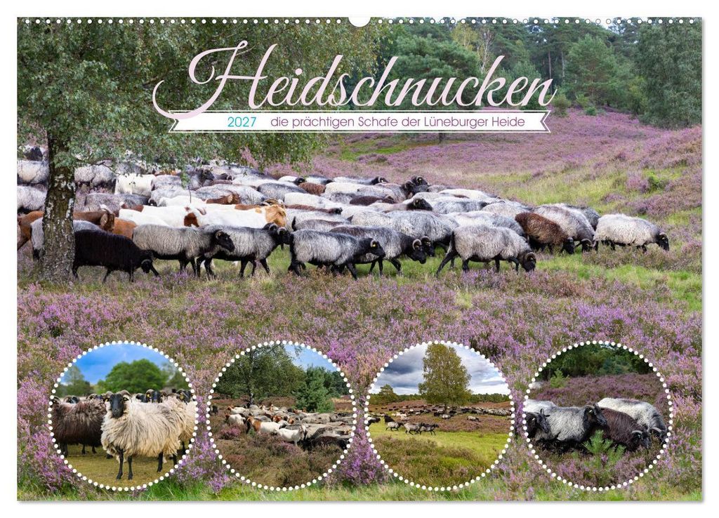 Heidschnucken, die prächtigen Schafe der Lüneburger Heide (Wandkalender 2027 DIN A2 quer), CALVENDO Monatskalender