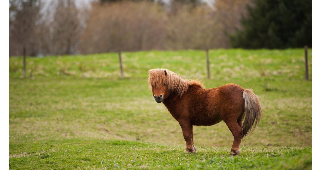 Jochen Schweizer Pony Wanderung Taufkirchen; Erlebnis verschenken oder selbst erleben; Gutschein gültig für 1 Person Gruppengröße: 2-6 Personen
