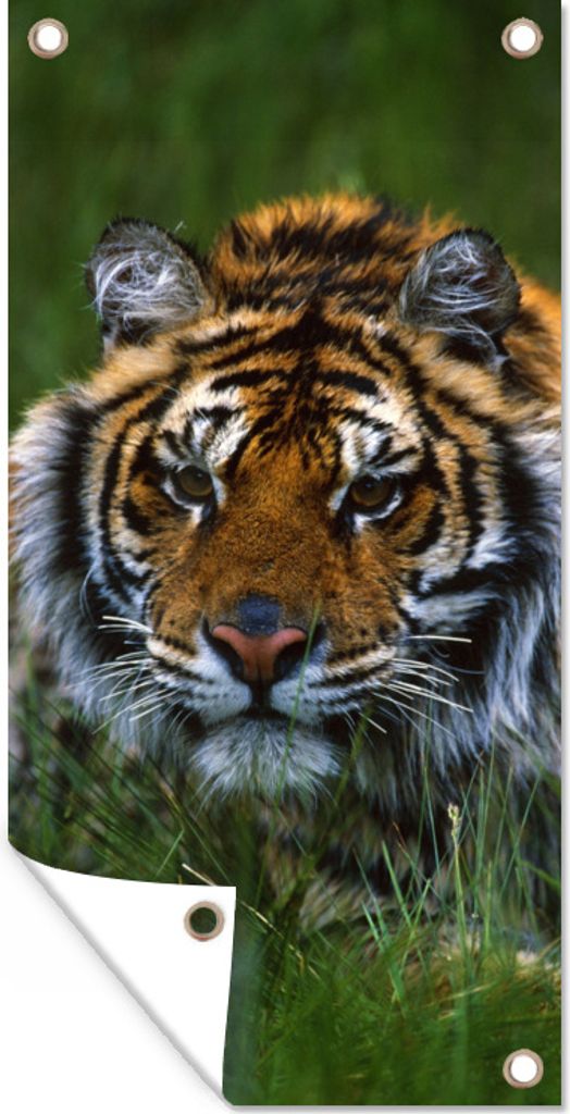 MuchoWow 40x80 cm Outdoor-Poster Gartendeko Sichtschutz Garten Poster für den Garten Sibirischer Tiger im Gras versteckt