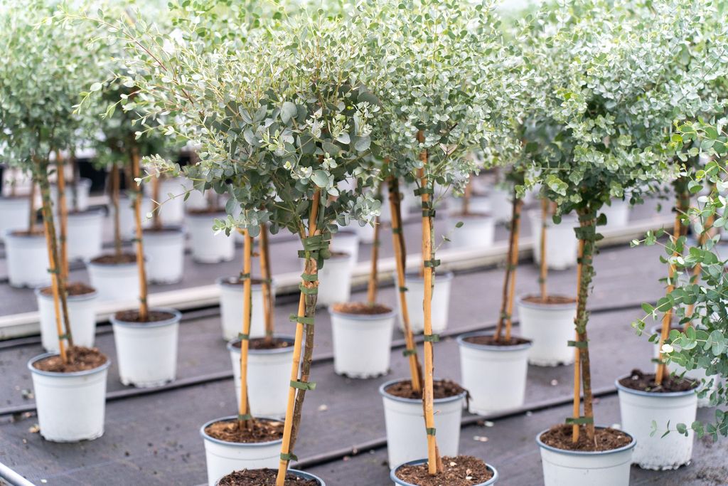 Eucalyptus Stamm Eukalyptusbaum, 90 - 120 cm, Pflanze Produktbild 3