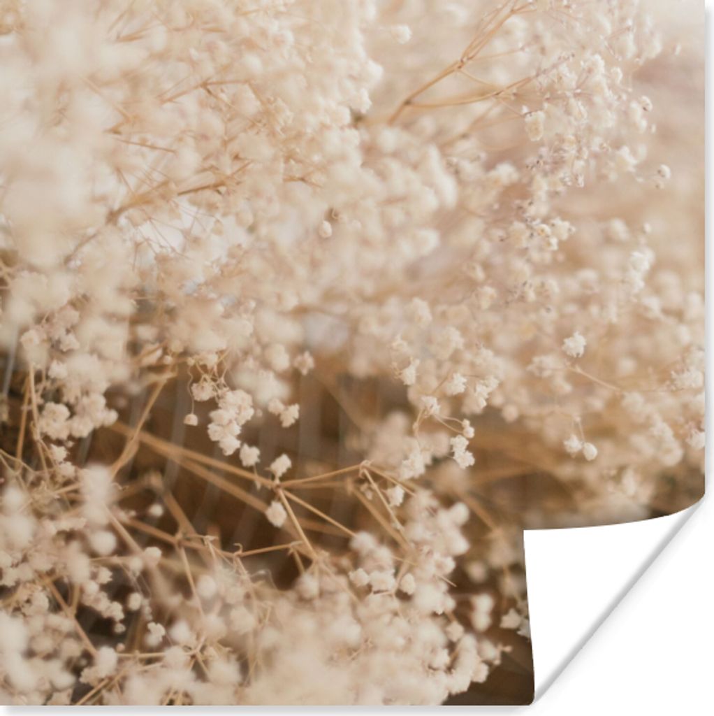 MuchoWow Poster Pampasgras - Pflanze - Natur 75x75 cm - Wand Dekoration