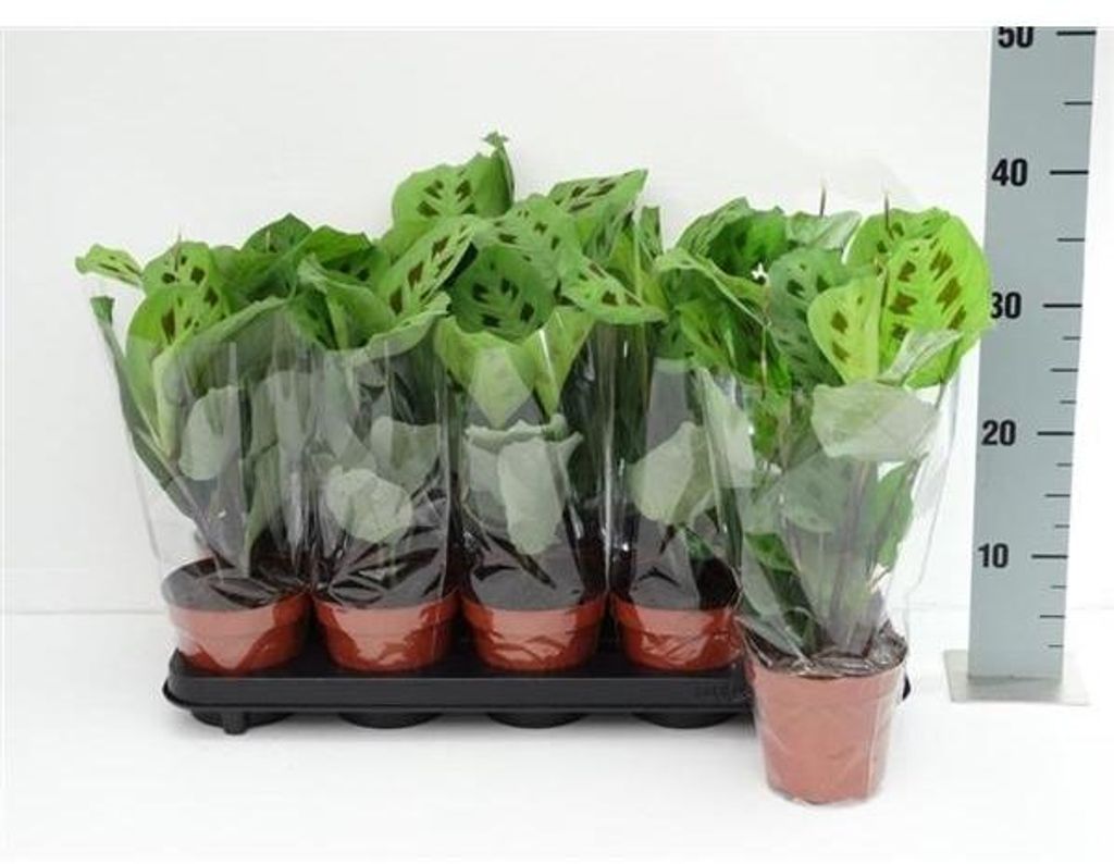 Maranta leuconeura Kerchoveana Zdjęcie produktu 