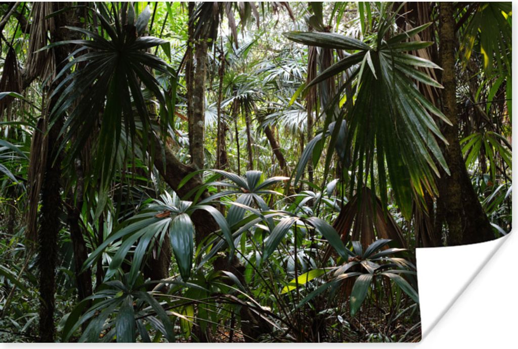 MuchoWow Poster Pflanzen im Regenwald 30x20 cm - Plakate - Print
