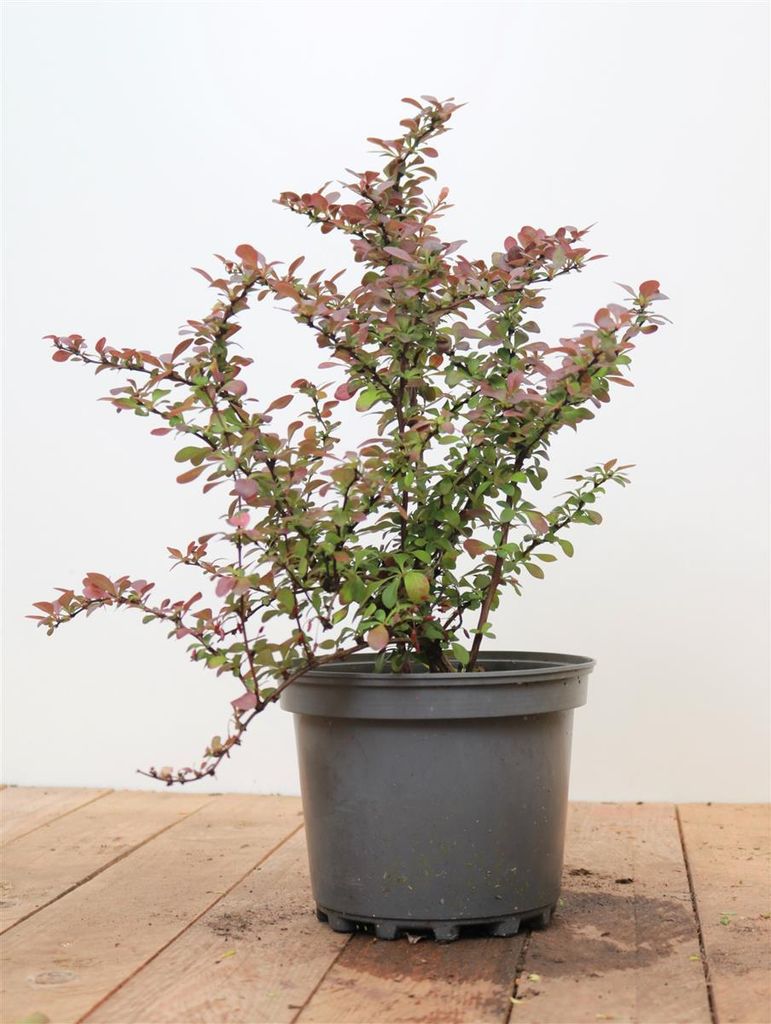 Berberis thunbergii 'Atropurpurea Nana', Blutberberitze, purpurrot, 25–30 cm