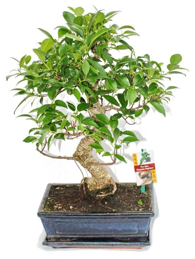Bonsai Chinesischer Feigenbaum - Ficus retusa - ca. 10 Jahre