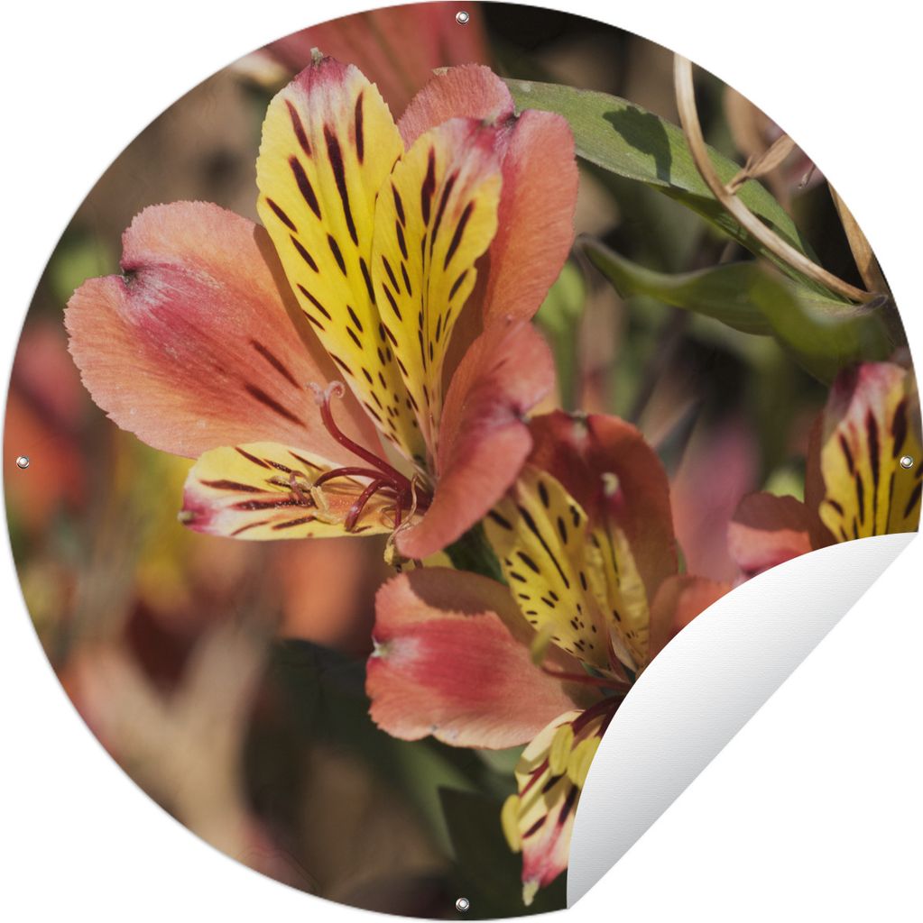 MuchoWow Gartenposter Outdoor-Poster Rund Alstroemeria in der Variante 'Indian Summer Ø 90 cm Gartendeko Rundes Poster draußen