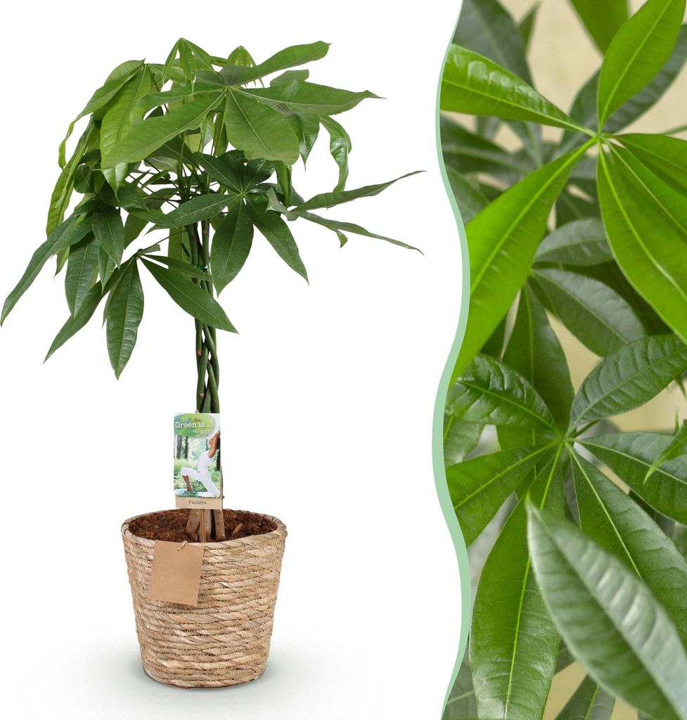 Green boutiQ - Zimmerpflanzen - Geflochtener Stamm Pachira Aquatica - Geldbaum - Wenig Pflege - mit Korb - Grün - 1 Pflanze - Topf 21cm - Höhe 80...