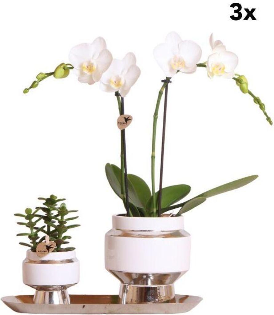 Kolibri Company | Set van witte orchidee en Succulent op zilveren dienblad - vers van de kweker