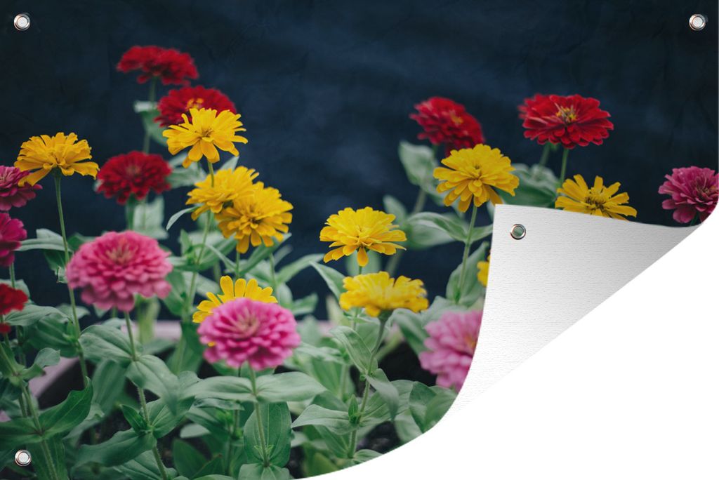 MuchoWow 120x80 cm Outdoor-Poster Gartendeko Sichtschutz Garten Poster für den Garten Bunte Zinnie während der Blütezeit