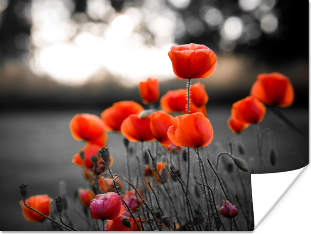 MuchoWow Poster Rote Mohnblumen vor schwarzem und weißem Hintergrund 40x30 cm - Plakate für die Wände - Poster Wohnzimmer