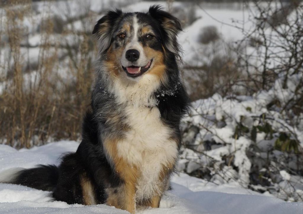 hansepuzzle 29849 - Australian shepherd Puzzle, 260 Teile, Tierwelt, 41,0 x 28,0cm mit hochwertiger Aufbewahrung, Kartonbox & Beutel