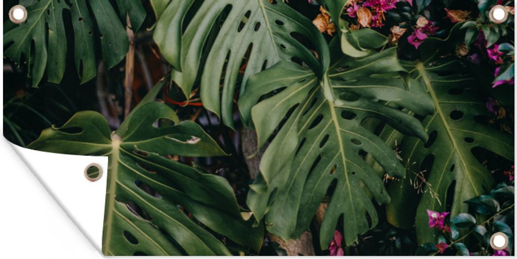 MuchoWow 60x30 cm Outdoor-Poster Gartendeko Sichtschutz Garten Poster für den Garten Grüne Monstera mit rosa Blüten