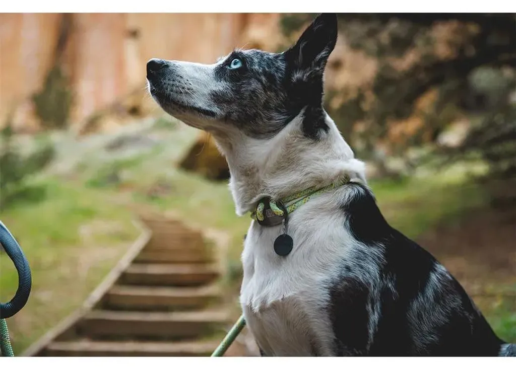 Collier d'aventure Ruffwear Knot-a-Collar idéal pour chiens de rando - 6
