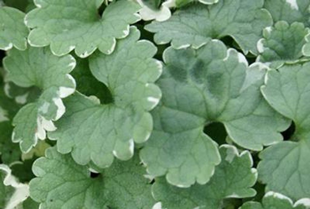 6 x Glechoma hed. 'Variegata' - Gundermann - Doniczka 9 x 9 Zdjęcie produktu 